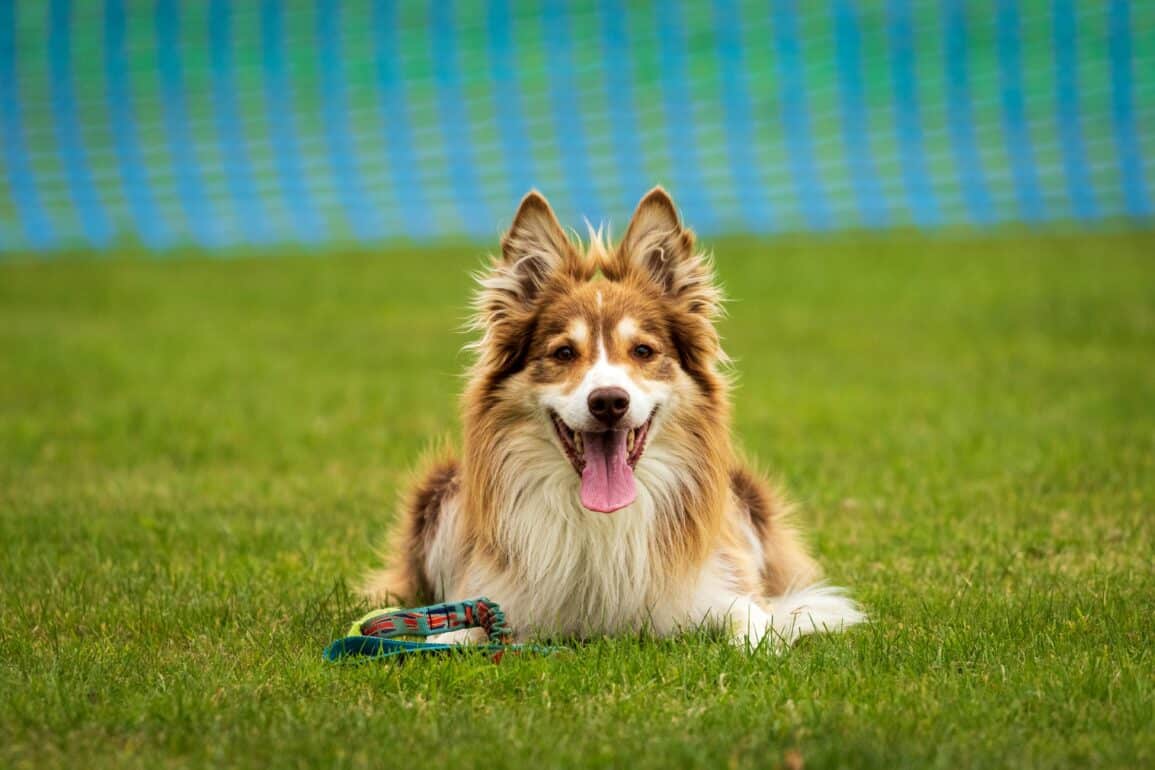 dog in field with harness