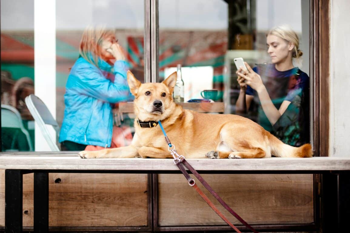 a dog sits outside of a shop with two woman inside