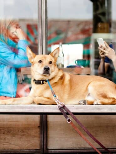 a dog sits outside of a shop with two woman inside
