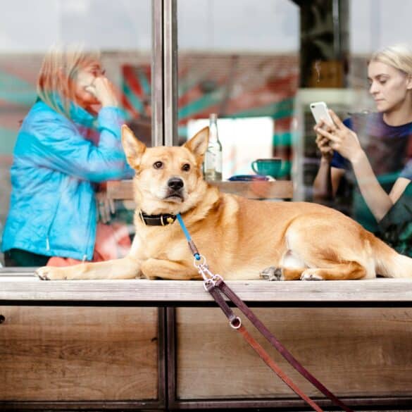 a dog sits outside of a shop with two woman inside