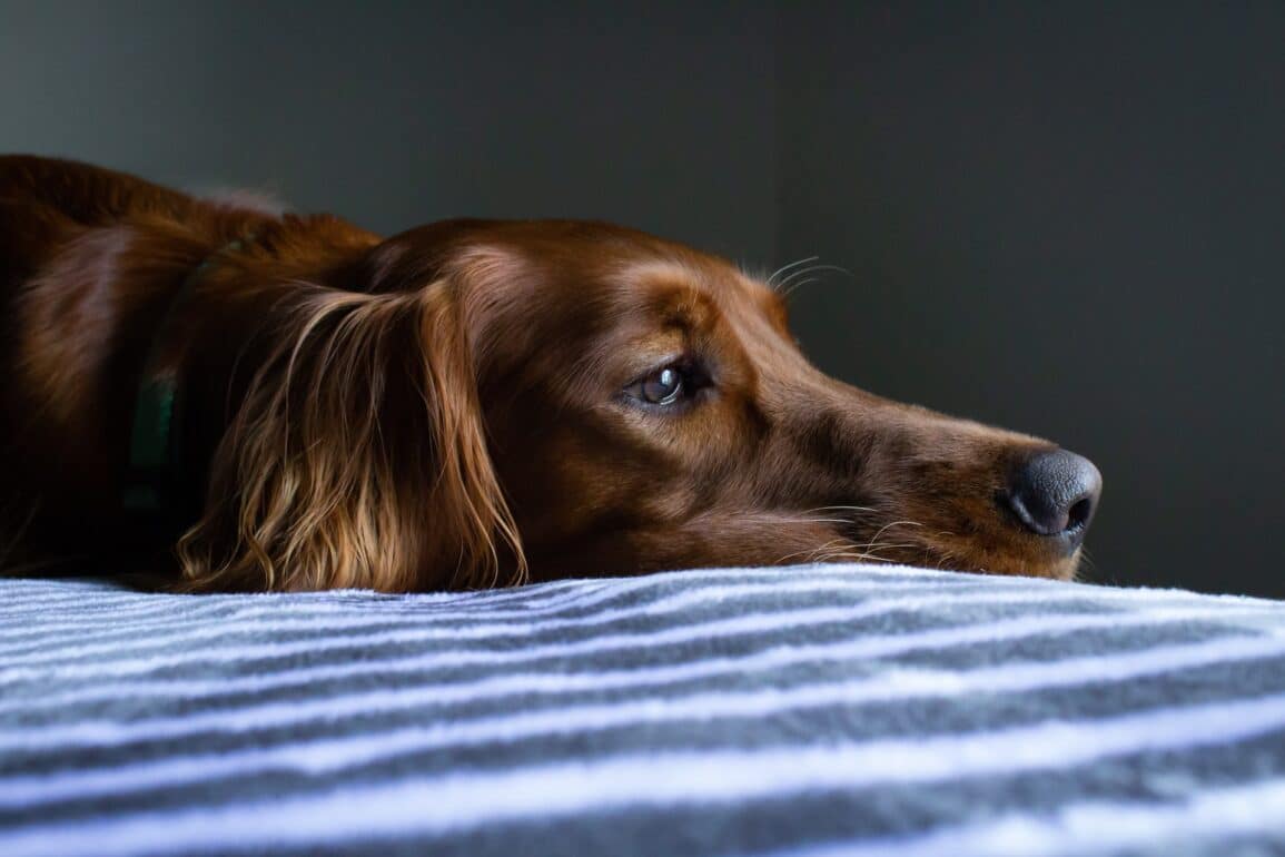 Dog looking sad