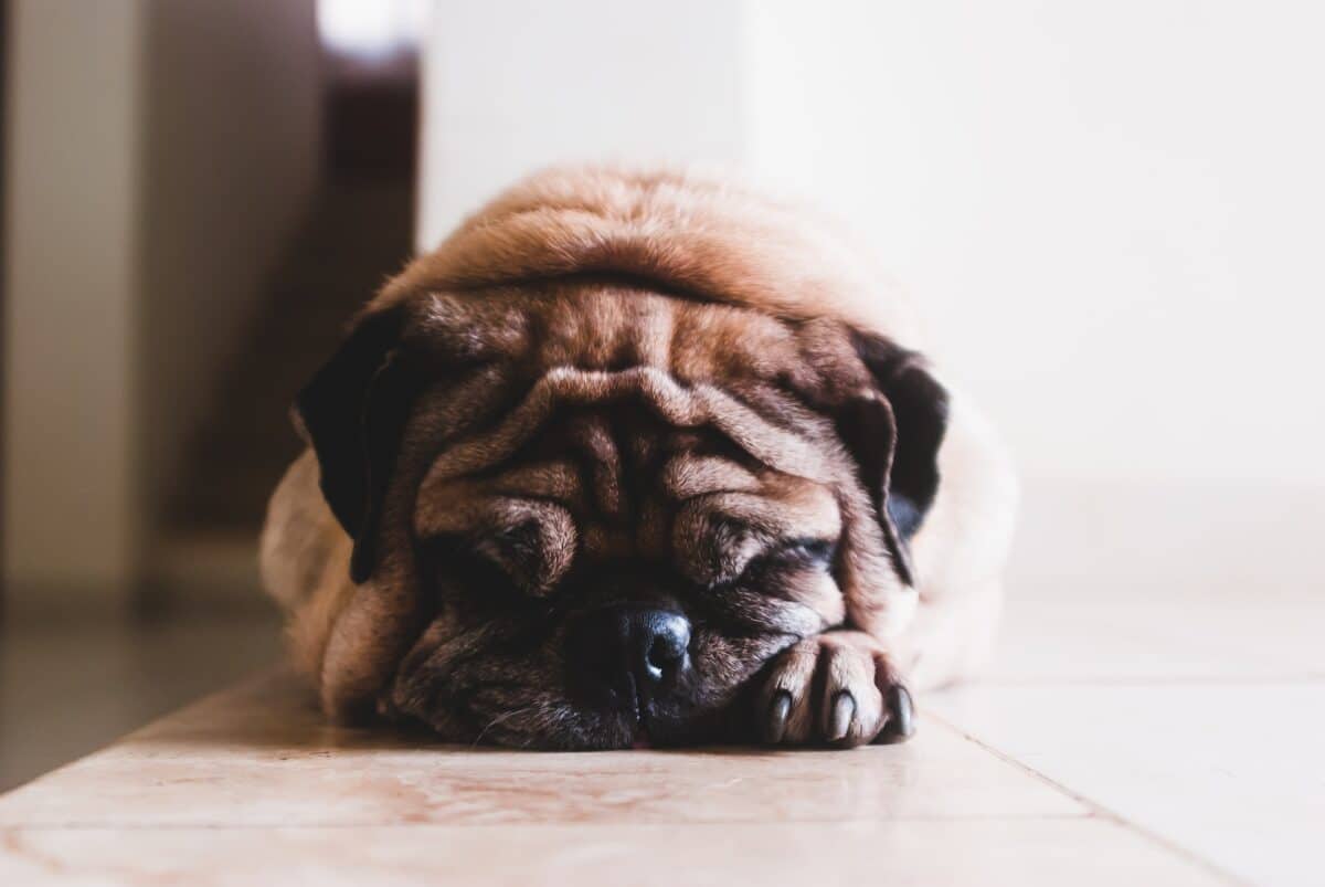 sad pug