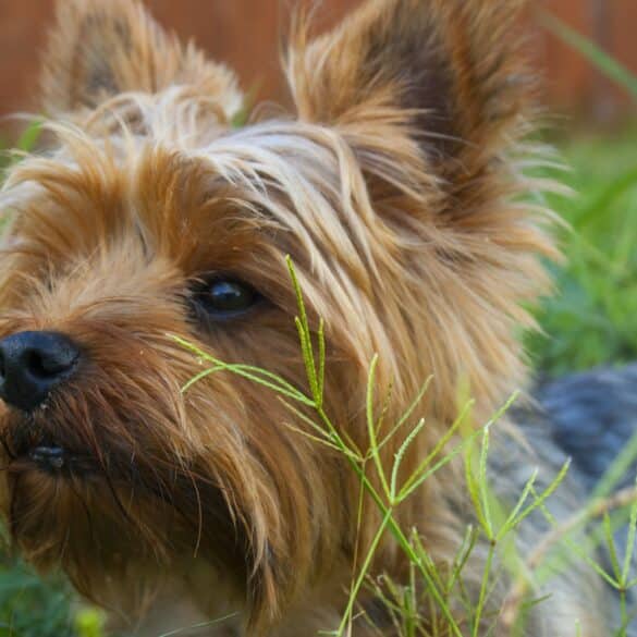 Yorkie dog in the grass