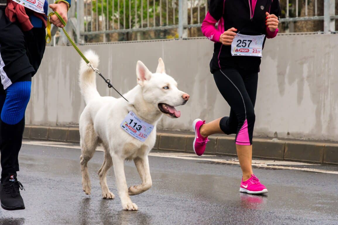 dog running in a race