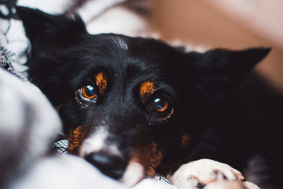 black dog with brown eyes