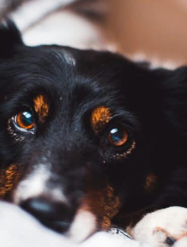 black dog with brown eyes