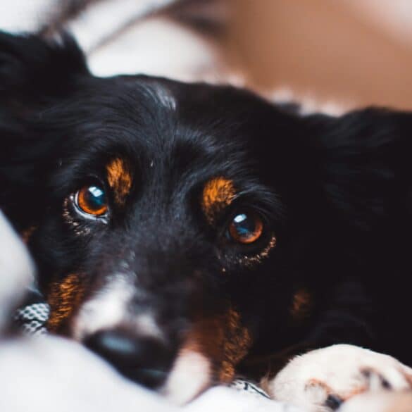 black dog with brown eyes