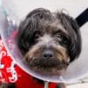 dog wearing a cone