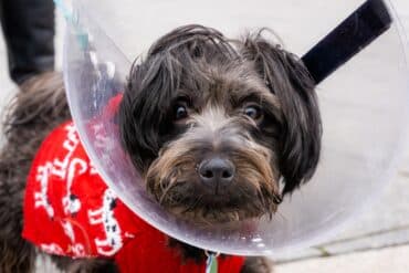 dog wearing a cone