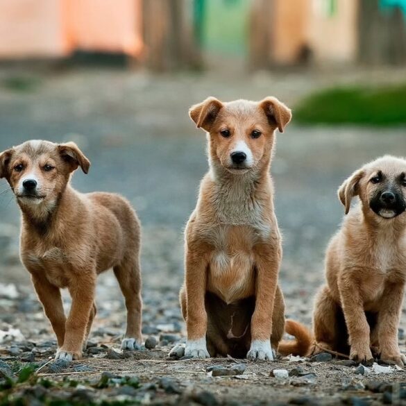 three dogs standing on a path