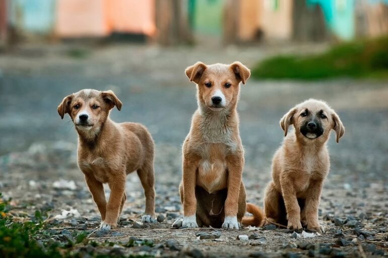 three dogs standing on a path