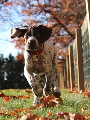 German Shorthaired Pointer