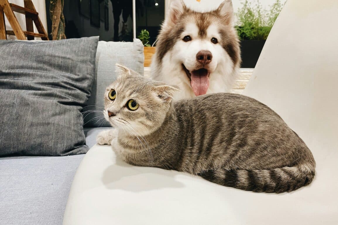 a dog and a cat sitting on a couch