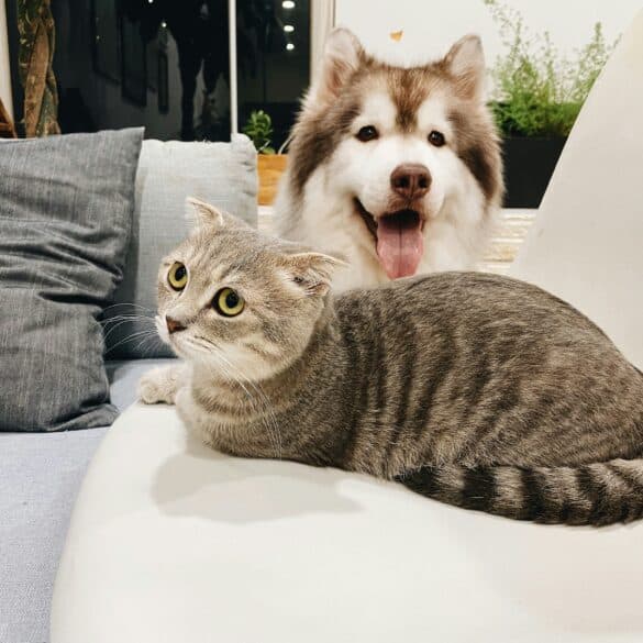 a dog and a cat sitting on a couch