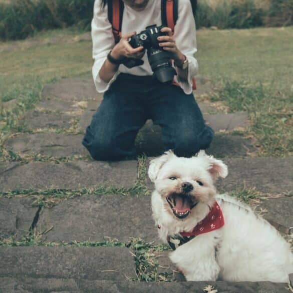 dog looking at camera with owner