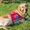 Service Dog Guide