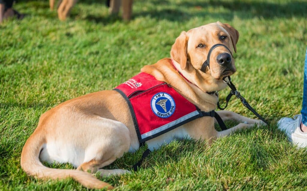 Service Dog Guide