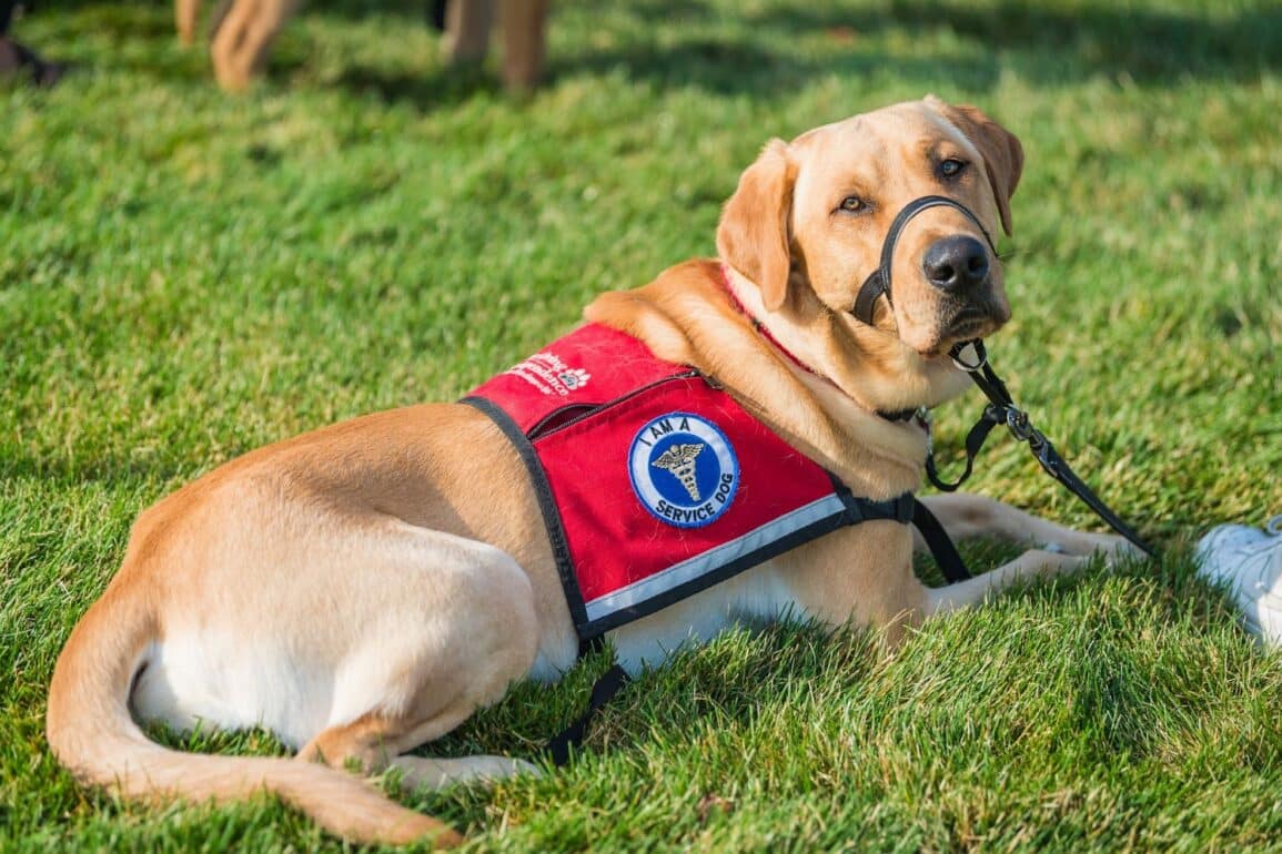 Service Dog Guide