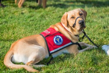 Service Dog Guide