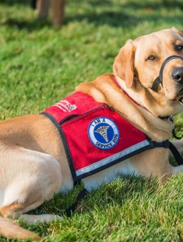 Service Dog Guide