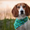 Top Dog-Themed Video Games