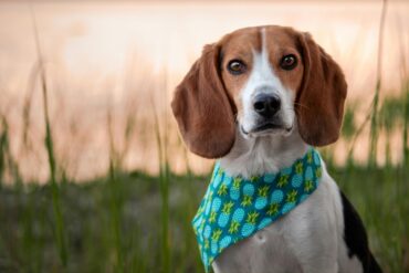 Top Dog-Themed Video Games
