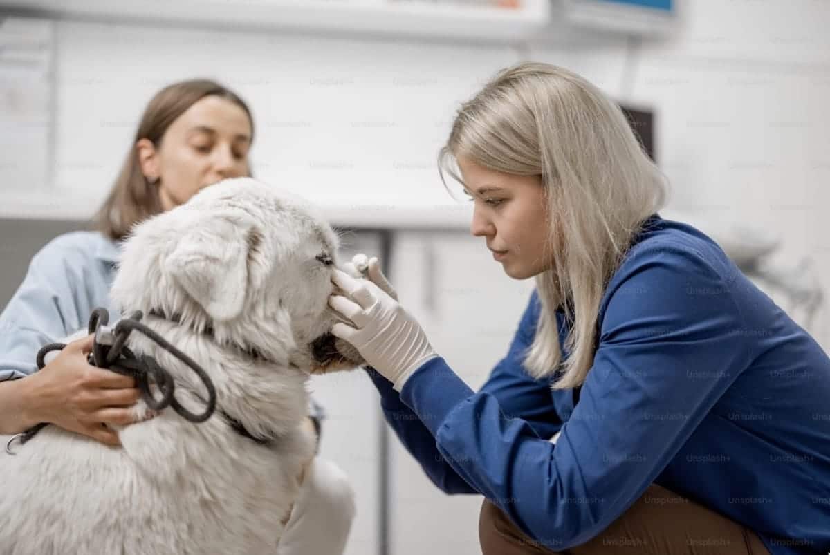 vet checking big white dog for lyme disease