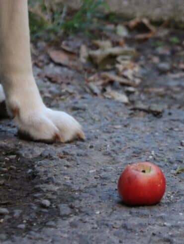 dog foot by the apple
