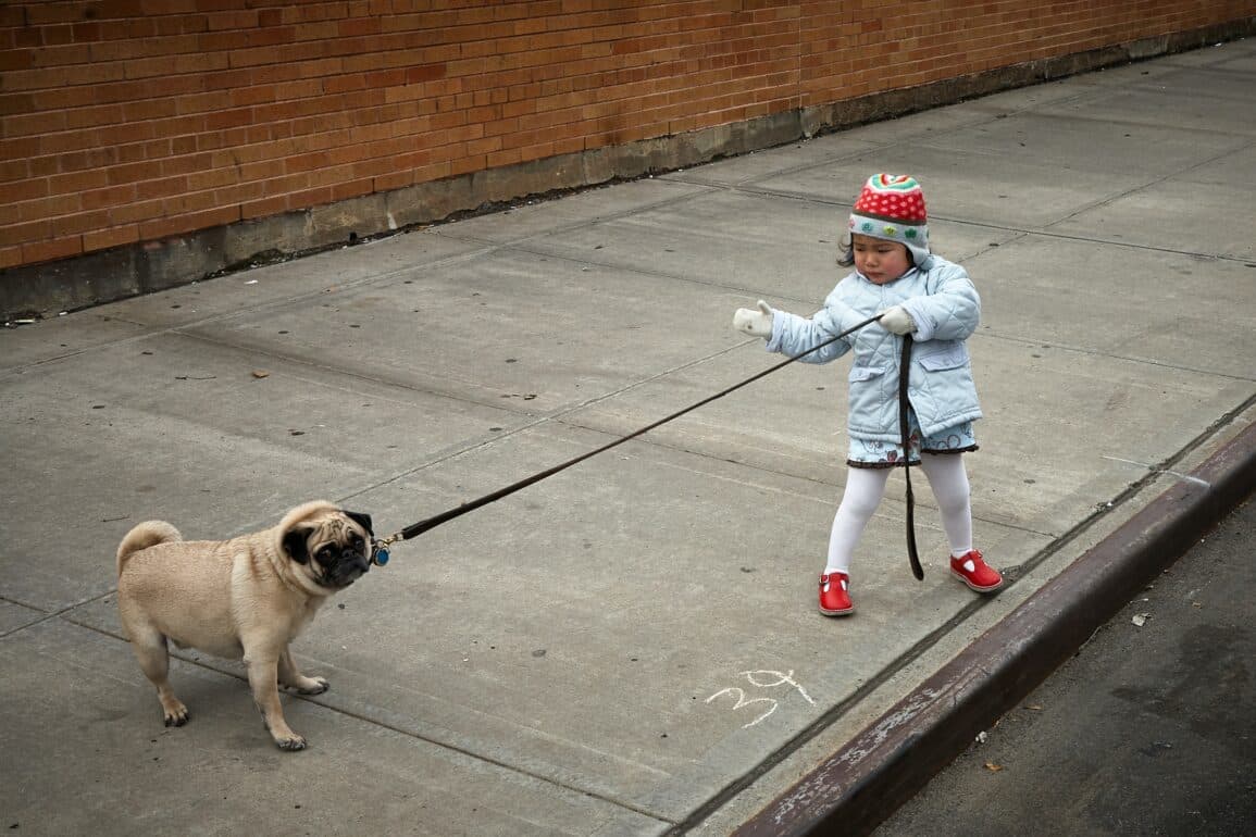 Child walking pug