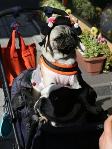 dog in stroller getting a photo taken