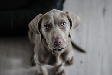 Dog Hiccups