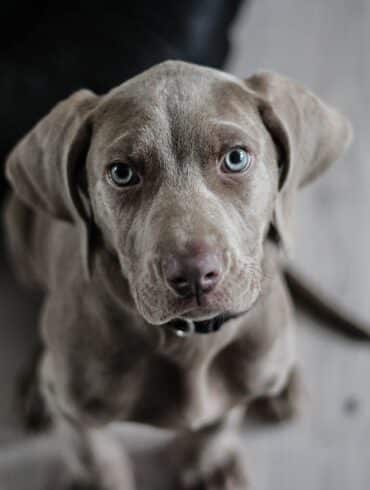 Dog Hiccups