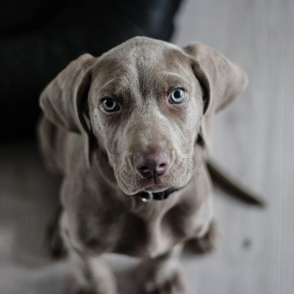 Dog Hiccups