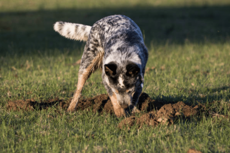 dog digging