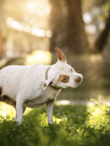 dog shaking