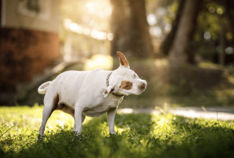 dog shaking