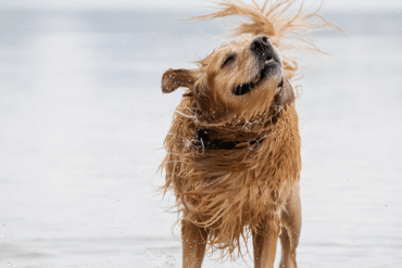 Dog head shaking