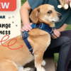 Ruffwear-Harness-Review-Thumbnail