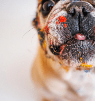 dog with paint on face