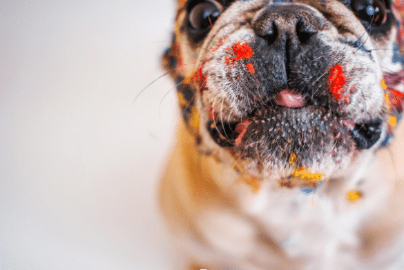 dog with paint on face