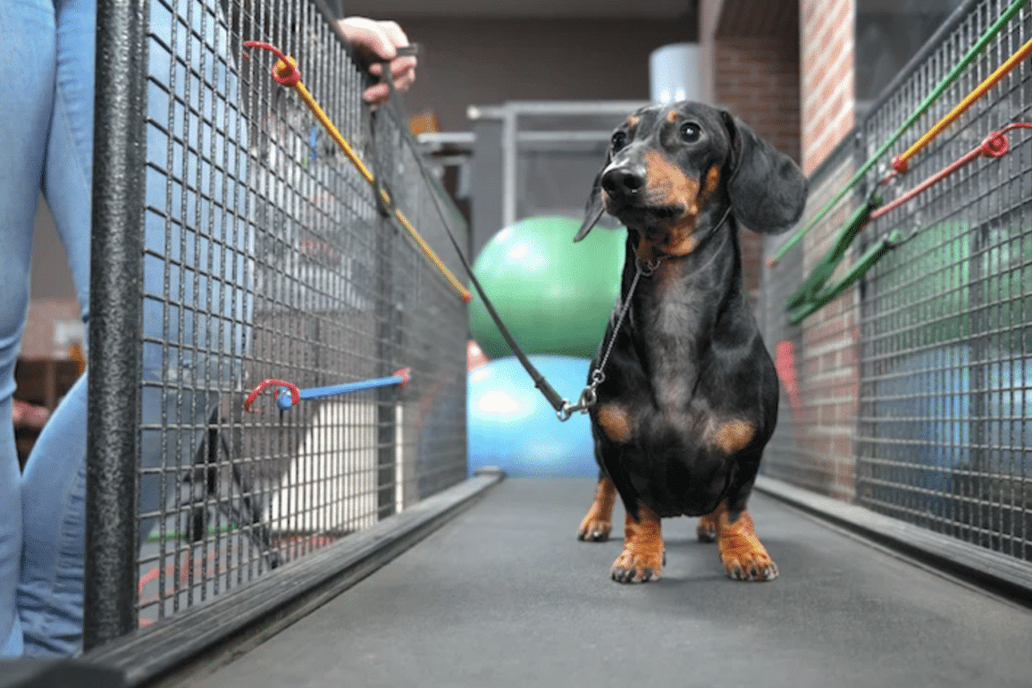 a cute dog on a treadmill