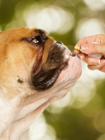 bull dog taking a pill from a human