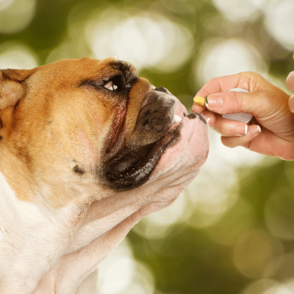 bull dog taking a pill from a human