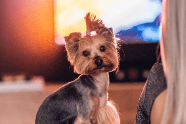 Dog TV Entertainment