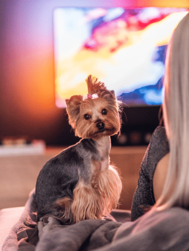Dog TV Entertainment