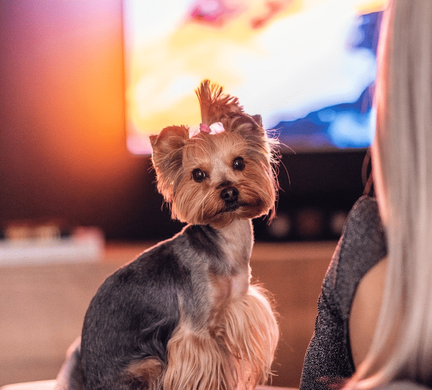 Dog TV Entertainment