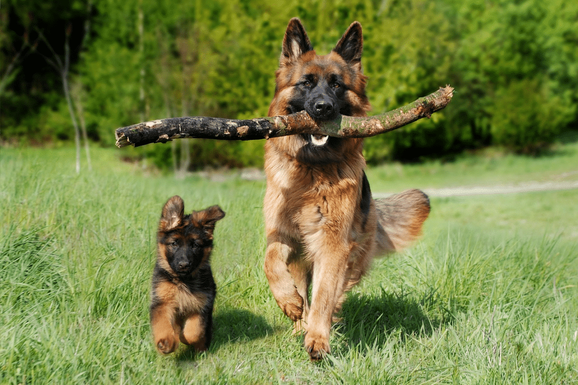 Best Dog Companions