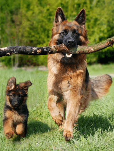 Best Dog Companions