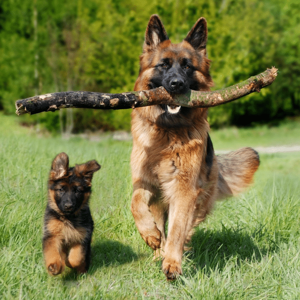 Best Dog Companions