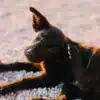 Can I use Human Hydrocortisone Cream on my Dog?